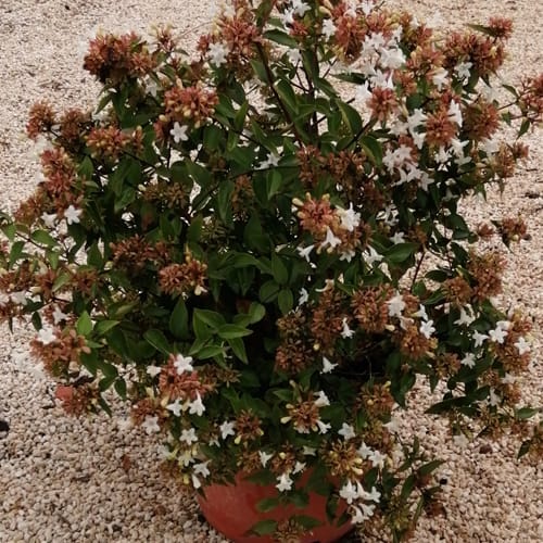 abelia-cinco-litros