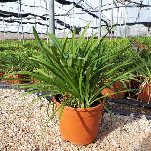Agapanthus-africanus