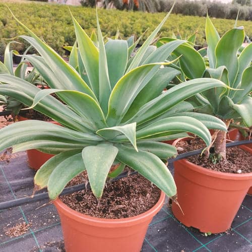 agave-atenuata