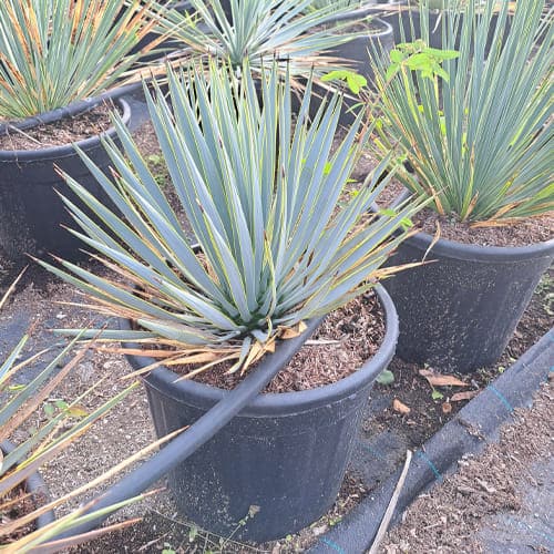 yucca-rostrata