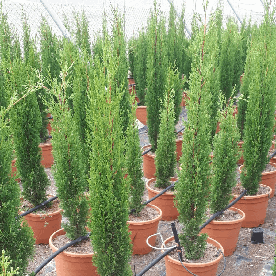 comprar-coniferas